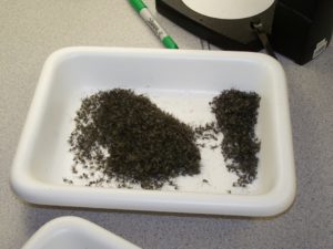 Stock tray of collected mosquitoes