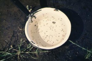dipper cup of mosquito larvae.